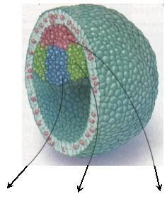 Os equinodermos são Triblásticos ENDODERMA (camada interna) Pâncreas, Fígado, Tireóide, Pulmão, Bexiga, Uretra MESODERMA (camada intermediária) Medula óssea, Músculos esqueletal, liso e