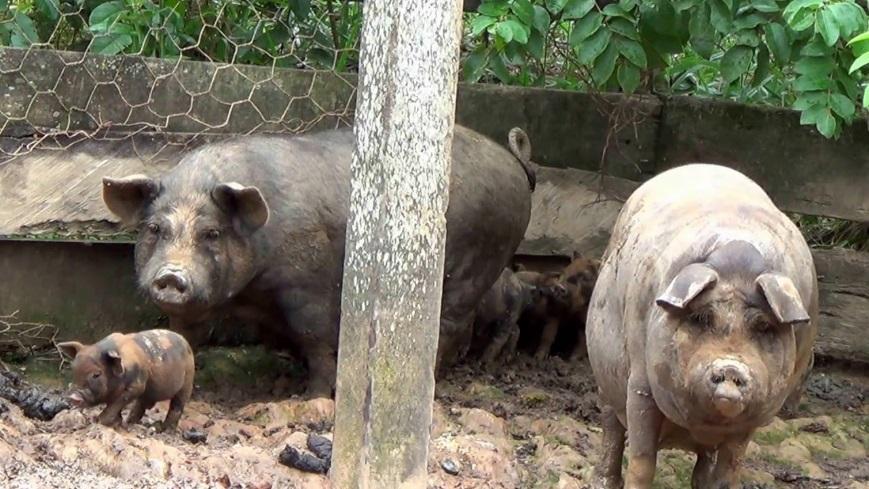 Além disso, o processo de produção de carnes tem se profissionalizado Mudança estrutural na