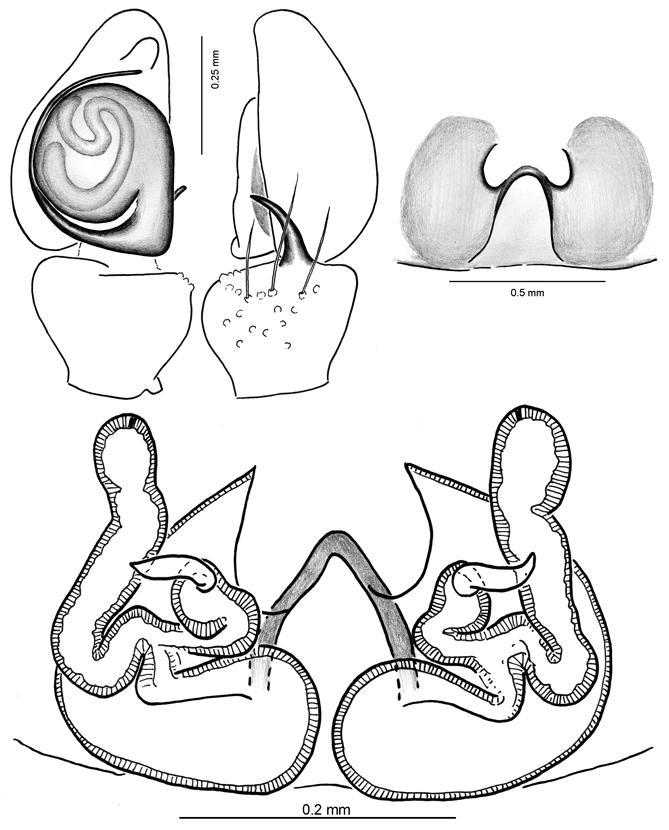 8 Figs 9-12. Ilustrações diagnósticas. Palpo do macho, vistas ventral e retrolateral; epígino, vista ventral e dorsal (clarificado).