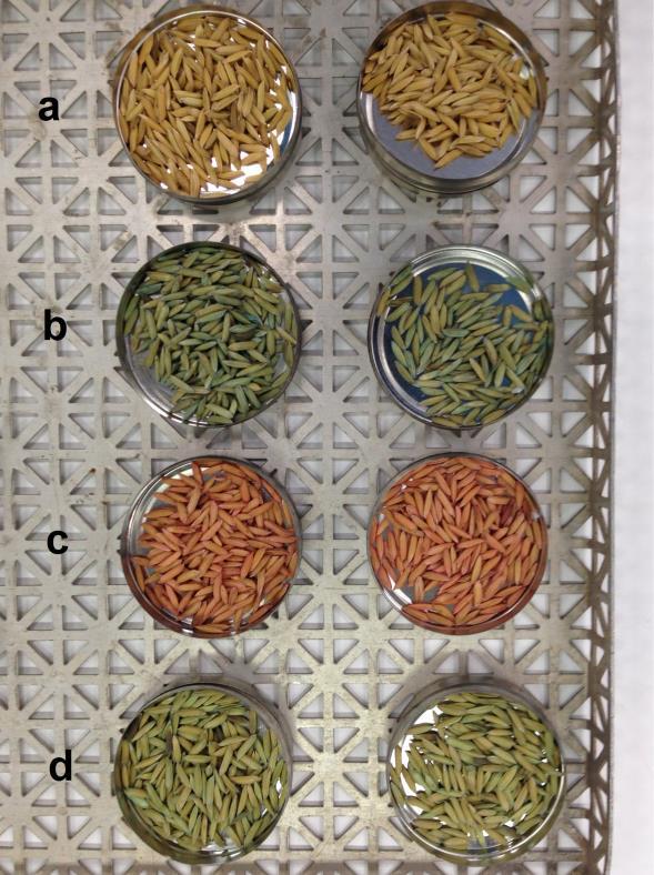 , utilizado no tratamento das sementes de arroz Figura 3 - Sementes do