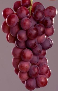 S/N N N S Nota no sistema (inspeção final) Nota 5,5 4 6 Textura da uva Crocante/Firme/Macia C C C Pallet em boas condições S/N S S S Aparência Geral Nota 1,5 2,5 2 Bagas amassadas % 0,3 0 0