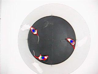 Fig. 5: Seguimento de ratos em laboratório durante 547 imagens com mudanças significativas de movimento usando filtragem de Kalman, distância de Mahalanobis, técnicas de optimização e um modelo de