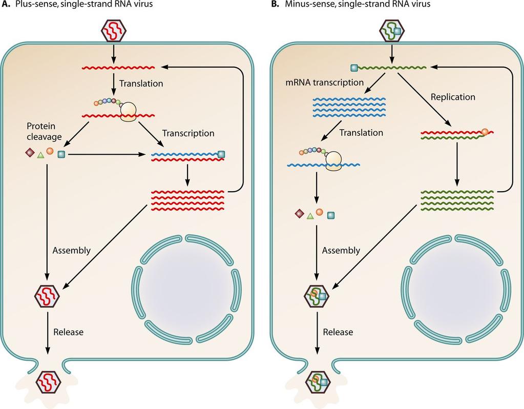 Replication strategies of plus- and minus-strand