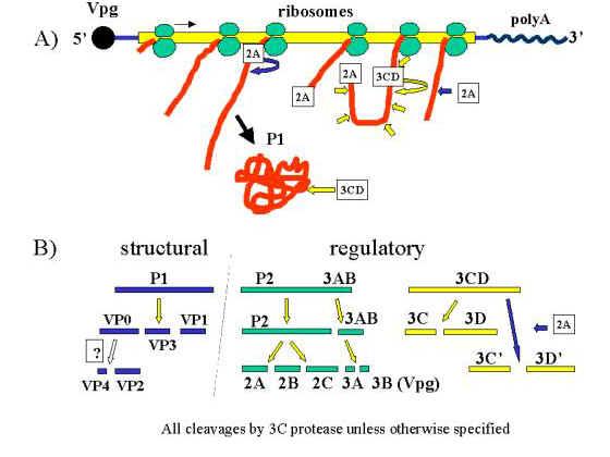 Controle de tradução: como sintetizar várias proteínas de um mrna?