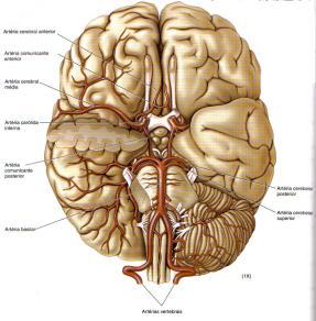 A circulação cerebral é suprida, basicamente, por dois sistemas vasculares principais: o sistema carotídeo, responsável pela irrigação dos três