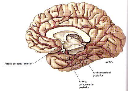 Profª Viviane Marques Artéria cerebral anterior Artéria cerebral posterior As manifestações