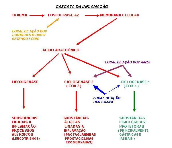 54 participa da cascata metabólica (Figura 1) que se inicia através da ação das prostaglandinas (BATLOUNI, 2009; MENDES et al., 2012; SILVA, 2006).