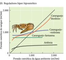 Animais osmorreguladores: mantêm a osmolaridade Poliqueta Caranguejo Larva de Camarão corporal independente da ambiental.