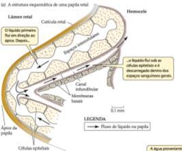 Espécies terrestres: Revestimentos corporais menos permeáveis (vertebrados) ou impermeáveis (insetos) A resistência à perda