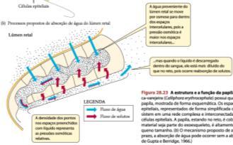 2) Perda de água pelo sistema respiratório Controle espiracular em invertebrados traqueados Troca nasal em contracorrente