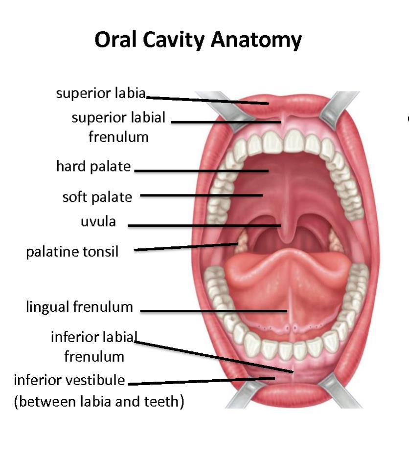 Anatomia