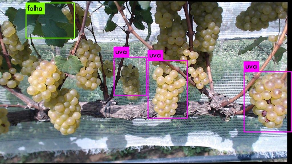 (c) Figura 7. Resultados das predições para amostras de diferentes variedades de uvas. (a) Cabernet, (b) Chardonnay e (c) Chardonnay e (d) Pinot Noir.
