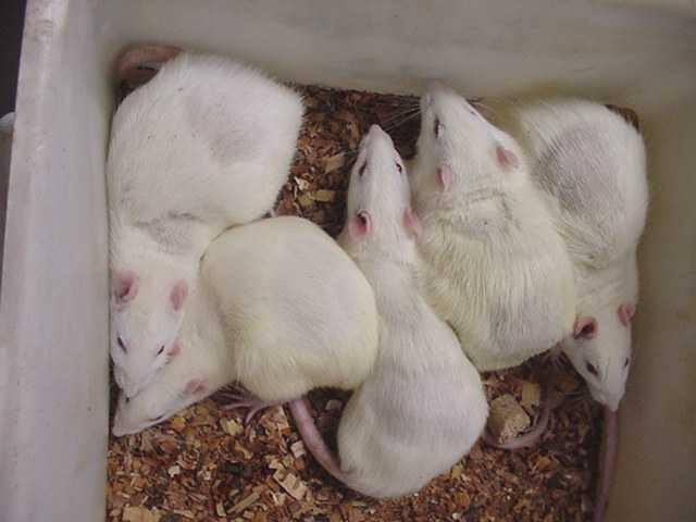 TESTES DE AVALIAÇÃO DA TOXICIDADE CRÔNICA: Teste de efeito carcinogênico: 32 ratos albinos/dose.