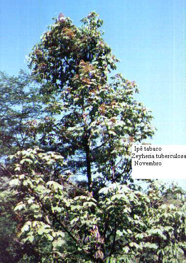 Figura 1 - Foto da espécie vegetal Zeyheria tuberculosa (Vell) Bur.* *Fonte: URL: http://www.arvores.brasil.nom.br. Acessado em 26/07/2009.