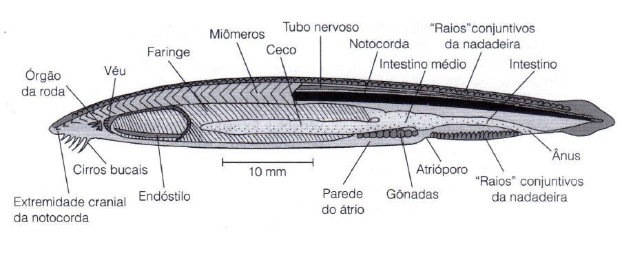 Subfilos Urocordados Cefalocordados Vertebrados Agnatos Cefalocordados / Subfilo Cephalochordata Animais marinhos que vivem quase sempre enterrados na areia;