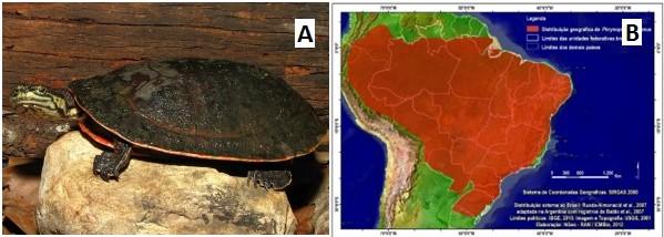 19 Figura 6. Phrynops geoffroanus (A) e sua distribuição na América do Sul (B). Fonte: ICMBIO. Os jabutis, por sua vez, são os testudines mais adaptados ao habitat terrestre.