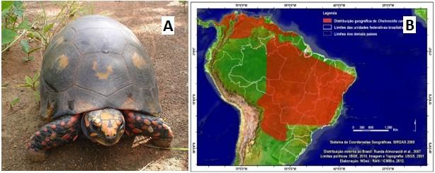 20 país é de 5.750.511,31 km2 e essa espécie é comumente encontrada nos estados que ocupa.