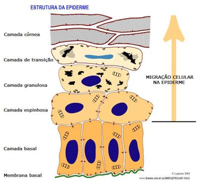 3 substâncias através da sudorese, proteger a superfície do corpo, absorver água e vitaminas, transmitir informações provenientes do meio externo para o sistema nervoso e sintetizar vitamina D.