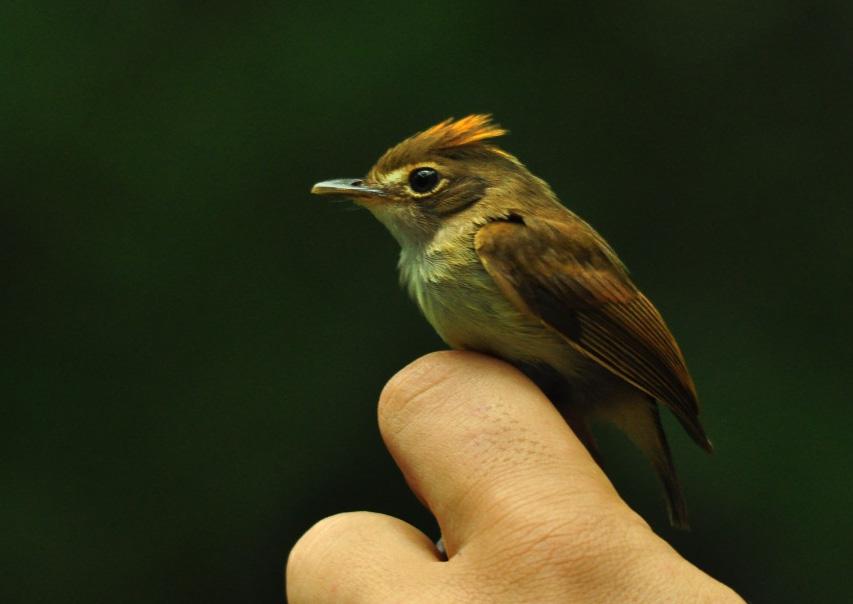 F. SANTOS, 2012 FOTO 18 PATINHO-ESCURO (PLATYRINCHUS SATURATUS) CAPTURADO NA