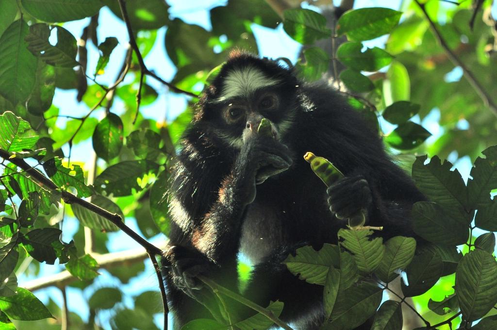 4.2.3 Espécies ameaçadas Foram registradas nove espécies ameaçadas de extinção durante a quinta campanha: o macaco-aranha-da-cara-branca (Ateles marginatus) (EN) (Foto 29), o tatu-canastra