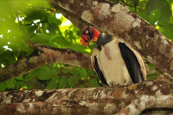 flavipes maçarico-de-perna-amarela X Tapera naevia saci X Chordeiles pusillus bacurauzinho X Registro por método Não sistematizado