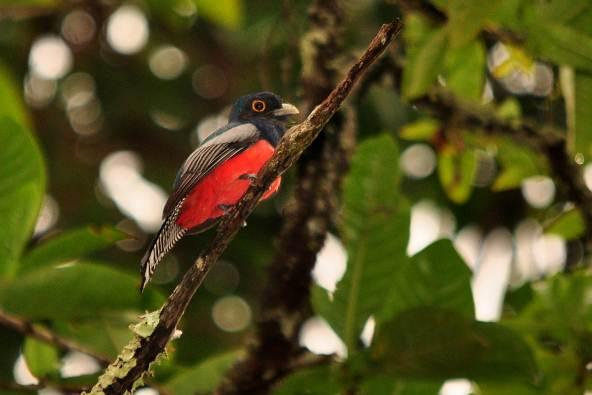 (Trogon ramonianus) fotografado na área prevista para o