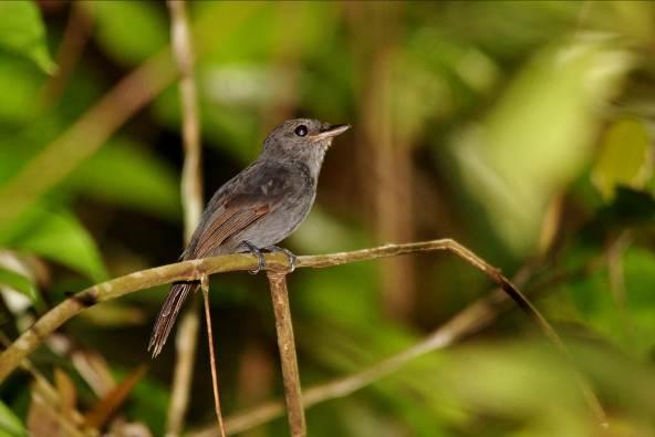 fotografado na área do reservatório Fo Santos, 2012 Foto 37