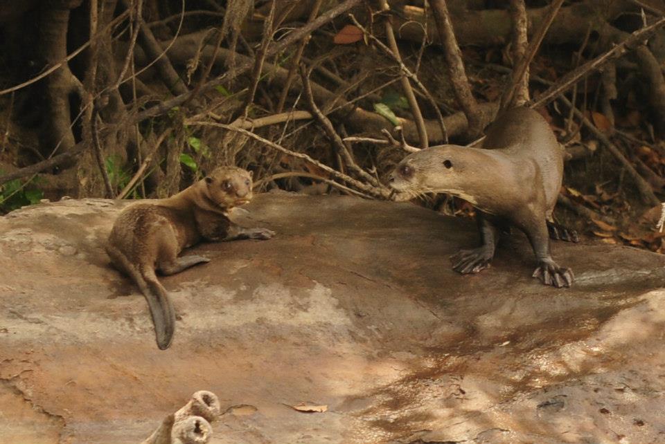 de ambiental para esse tipo de empreendimento podem ser aquelas de hábitos aquáticos e semi-aquáticos, por estarem diretamente relacionadas aos impactos de um represamento.