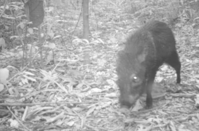 área do canteiro de obras Fotos: Camera Trap, 2012