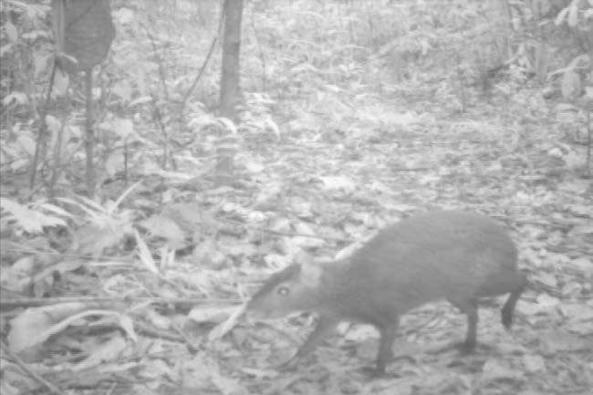 controle Fotos: Camera Trap, 2012 Foto 58 Cutia