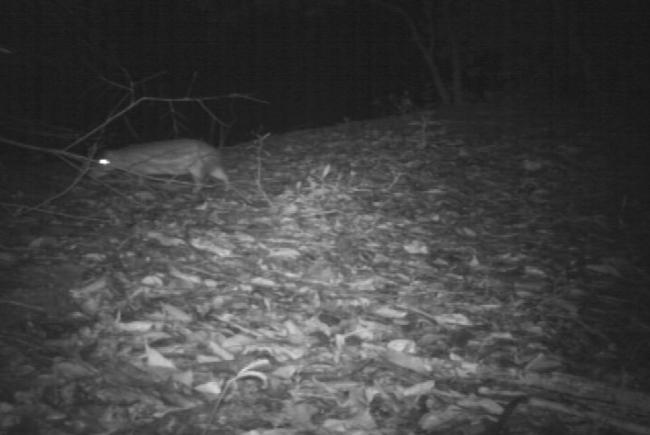 Fotos: Camera Trap, 2012 Foto 59 Paca (Cuniculus