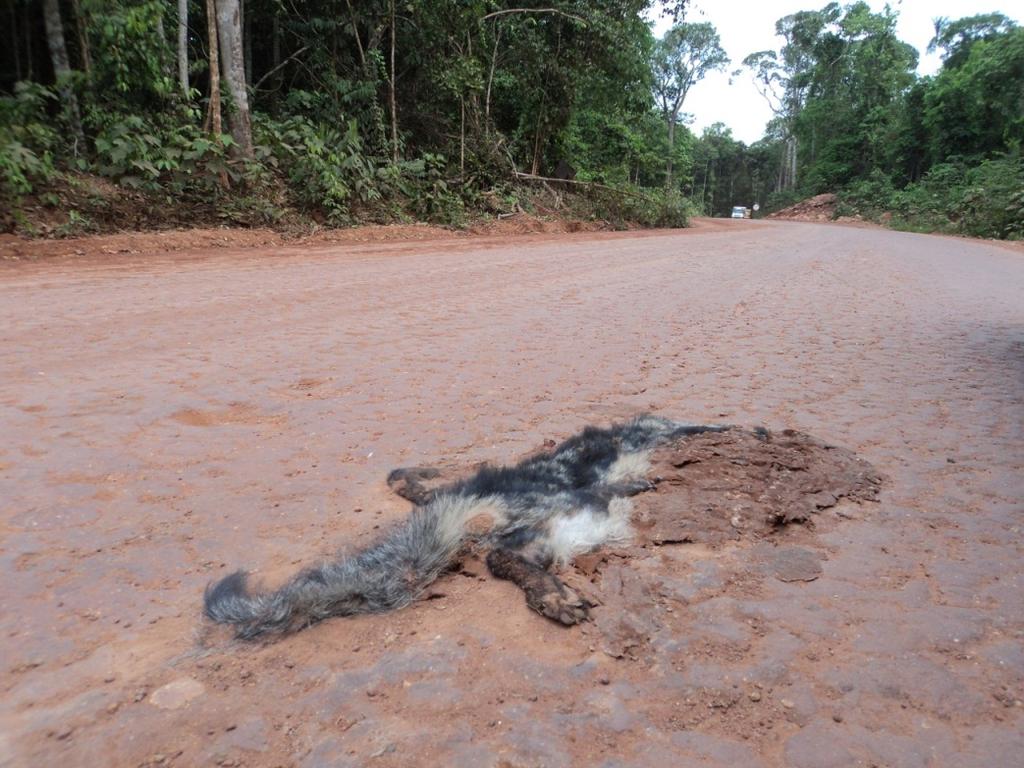 Foto 61 Cachorro-do-mato (Cerdocyon thous) atropelado dentro do canteiro de obras Fo