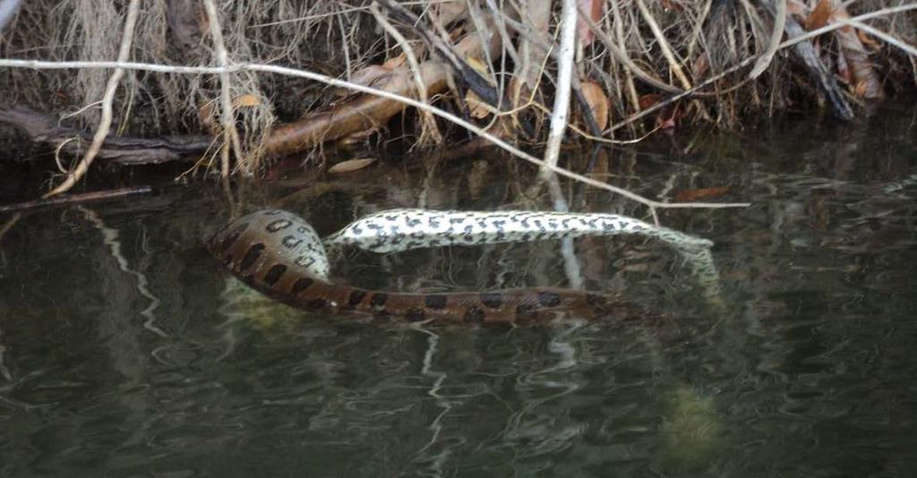 coloração, e padrão dos desenhos. Foto 8 Sucuri (Eunectes murinus) de grande porte, com mais de 6 m de comprimento, encontrada morta na ADA Fonte: Tacyanne M.