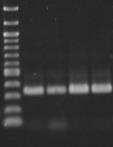 Produtos de amplificação dos DNAs de cafeeiros com os marcadores SCAR (SCAF1, SCAF2,SCAF3,SCAF4) M: Marcador de peso molecular 100 pb; HT: genitor resistente Híbrido de Timor UFV 443-03; CT: genitor