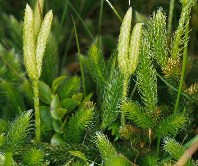 Selaginella chamadas de plantas