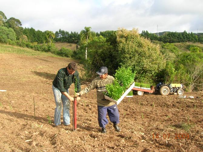 16 Uso de Seedlings de Umezeiro (Prunus mume Sieb. et Zucc.