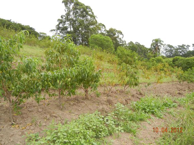 Uso de Seedlings de Umezeiro (Prunus mume Sieb. et Zucc.