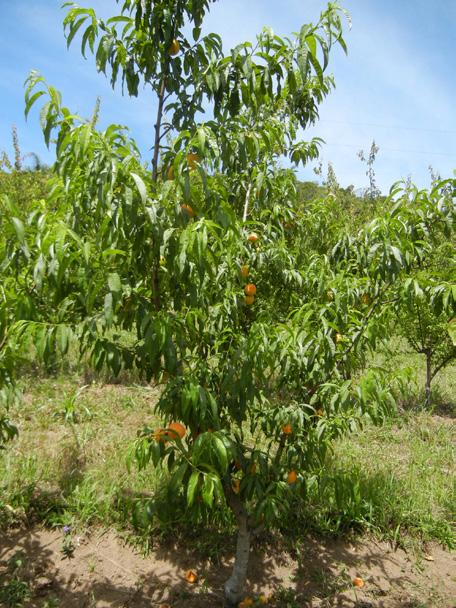 34 Uso de Seedlings de Umezeiro (Prunus mume Sieb. et Zucc.