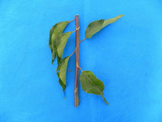 40 Uso de Seedlings de Umezeiro (Prunus mume Sieb. et Zucc.) como Porta-enxerto de Fotos: Newton Alex Mayer A B C D Figura 6.