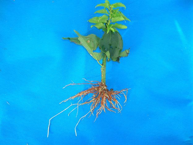 herbácea de umezeiro enraizada, evidenciando excelente quantidade e distribuição das raízes ao redor da estaca, transcorridos 60 dias