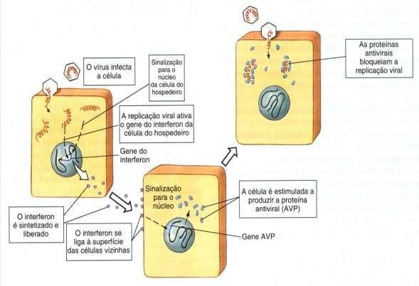 Mecanismo de ação dos Interferons I ( e )