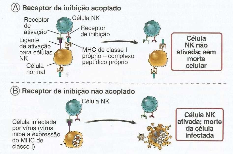 Células Natural Killer (NK): - Reconhecem a baixa expressão de MHC I em células infectadas - atividade citotóxica: