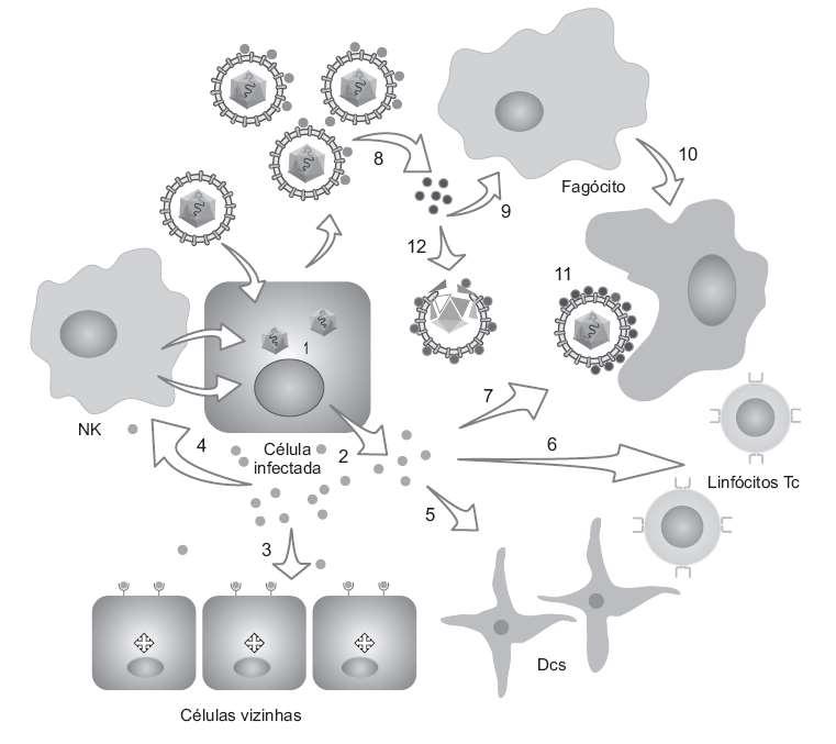 Mecanismos efetores da imunidade inata: IFN-1 1) Célula infectada por vírus 2) produção de IFN-1 3) IFN-1 atua sobre as células vizinhas estado antiviral 4) IFN-1 estimula células NK 5) IFN-1