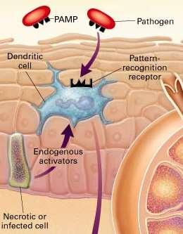 fagocitam antígenos e dirigemse a órgãos linfoides secundários onde