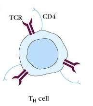 Resposta imune Adaptativa Componentes: Células T: Linfócitos T