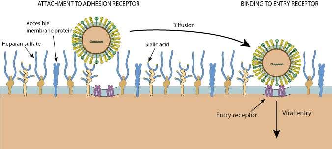 Interação Vírus - Célula Suscetibilidade