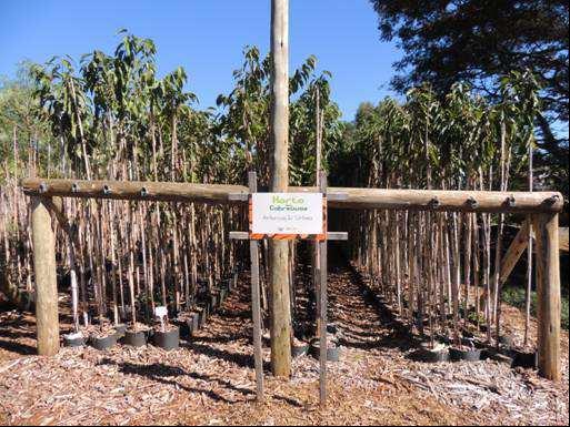 Produção de mudas para arborização de ruas no Horto