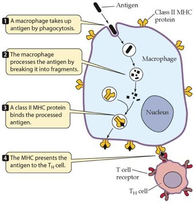 O complexo de histocompatibilida de principal (MHC) codifica muitas proteínas de membrana.