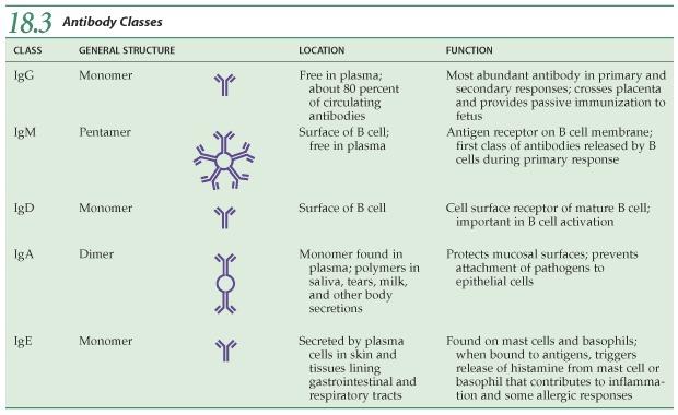 Existem cinco classes de imunoglobulinas. A IgM, primeira a ser formada, é um receptor de membranas células B, assim como a IgD.