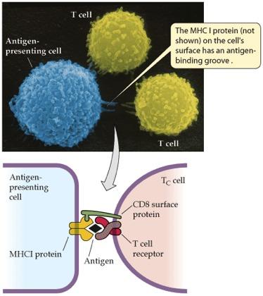 Na resposta imune celular, as moléculas do MHC classe I, células T C, CD8, e citocinas colaboram na ativação das células T C com a especificidade apropriada.